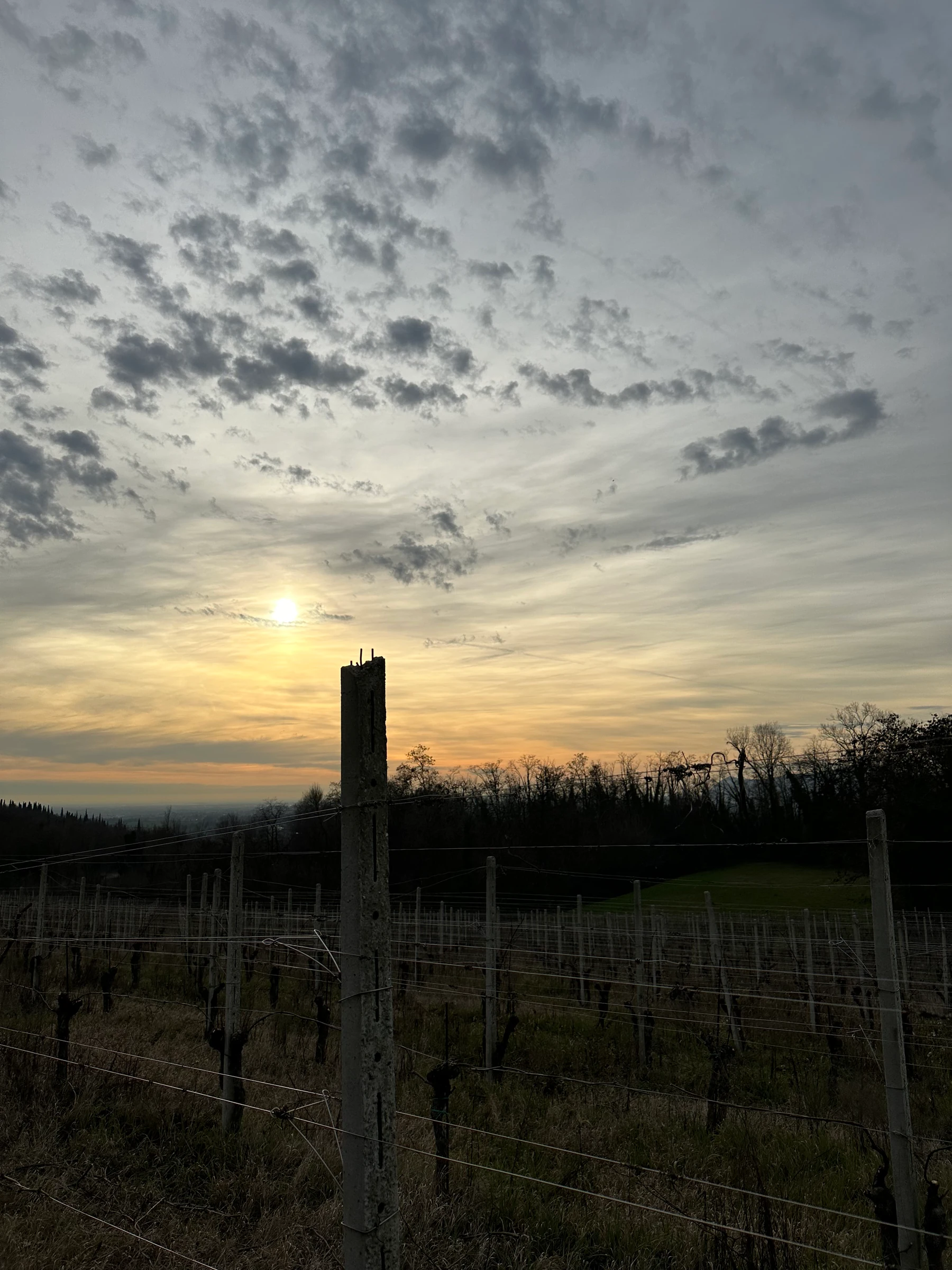 La vigna al tramonto